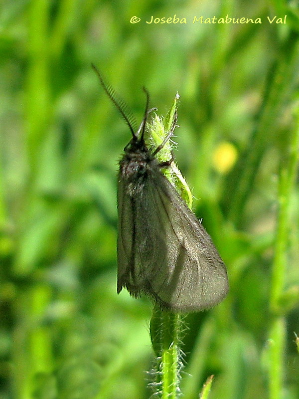 Heterogynis sp. - Heterogynidae